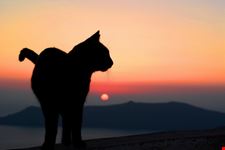 i gatti di santorini santorini