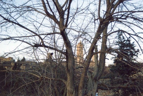 fra gli alberi