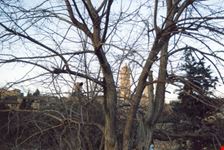 fra gli alberi san gimignano