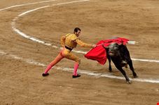  bullfight