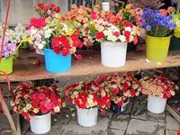  visitare il mercato
