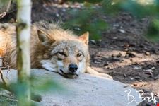  leichte wanderung milchbuck zoo burgwies