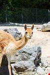  leichte wanderung milchbuck zoo burgwies
