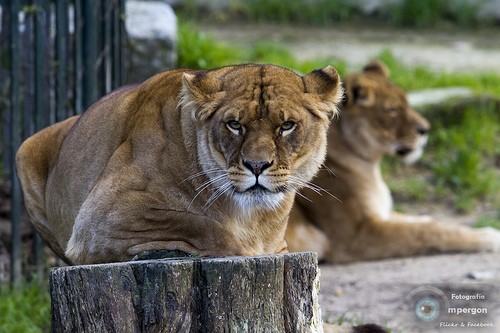  vigozoo