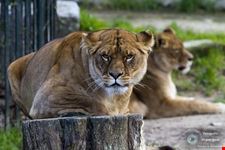  vigozoo