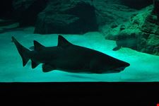  aquarium mare nostrum