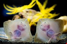  aquarium mare nostrum