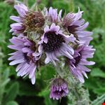  jardin des plantes