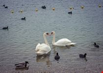  jarun lake