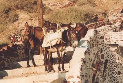 santorini salita dei muli
