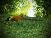  parco herastrau