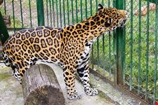  zoo