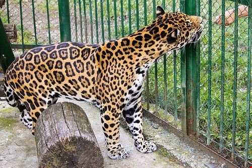 Zoo - AZS - MR - AZS - MR - Attribution-NonCommercial-ShareAlike (http://creativecommons.org/licenses/by-nc-sa/2.0/)