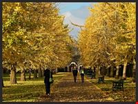  bute park