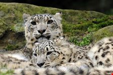  zoo