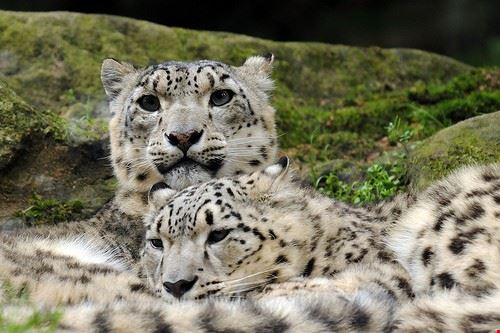 Zoo Norimberga Joachim S. Müller - Attribution-NonCommercial-ShareAlike (http://creativecommons.org/licenses/by-nc-sa/2.0/) Joachim S. Müller