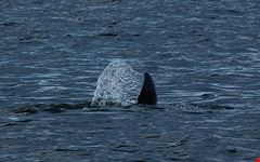  dolphin watching tour
