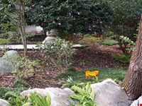  chinese garden of friendship