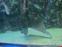  sydney aquarium