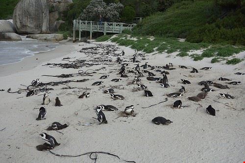 Boulders Beach Cape Town Alf Igel - Attribution-NonCommercial (http://creativecommons.org/licenses/by-nc/2.0/) Alf Igel