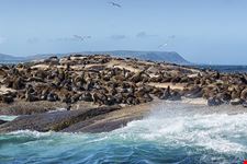  robben island