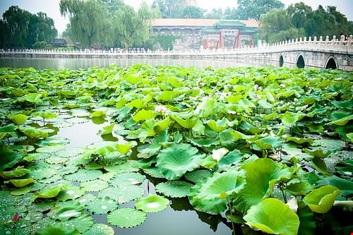 Beihai Pechino BryonLippincott - Attribution-NoDerivs (http://creativecommons.org/licenses/by-nd/2.0/) BryonLippincott