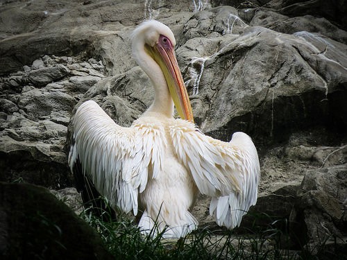  jurong bird park