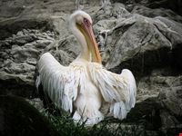  jurong bird park