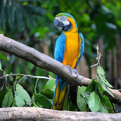  jurong bird park