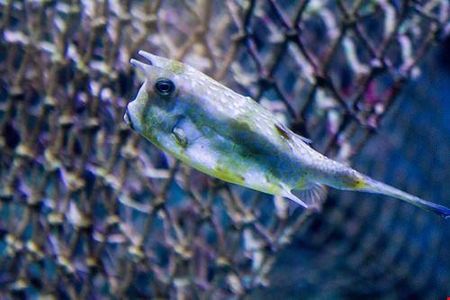 L'Acquario Singapore beggs - Attribution License (http://creativecommons.org/licenses/by/2.0/) beggs