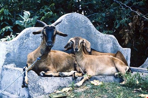  Singapore Christian Bachellier - Attribution-NonCommercial-NoDerivs (http://creativecommons.org/licenses/by-nc-nd/2.0/) Christian Bachellier