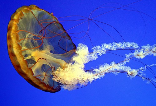  ocean aquarium