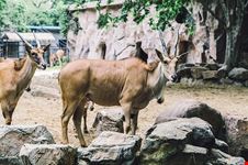  zoo
