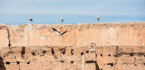  original marrakech