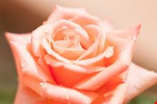  rose bar