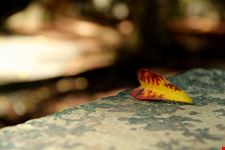  parque do estado