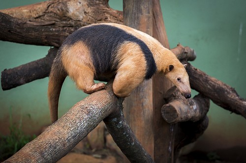  zoo