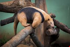  zoo