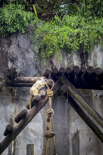  zoo