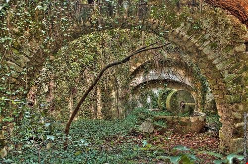 Frantoio - Guglielmo D'Arezzo - Guglielmo D'Arezzo - Attribution-NonCommercial-NoDerivs (http://creativecommons.org/licenses/by-nc-nd/2.0/)