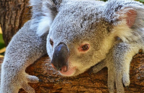  zoo
