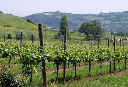 I vigneti di produzione del Vino doc Colli Bolognesi