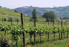 I vigneti di produzione del Vino doc Colli Bolognesi