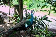  kl bird park