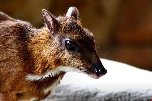  Kuala Lumpur phalinn - Attribution License (http://creativecommons.org/licenses/by/2.0/) phalinn