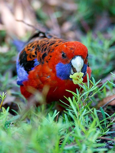  australian national botanic gardens