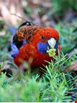  australian national botanic gardens