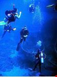 crete diving