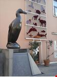  museo di zoologia