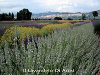 assisi campi di lavanda assisi
